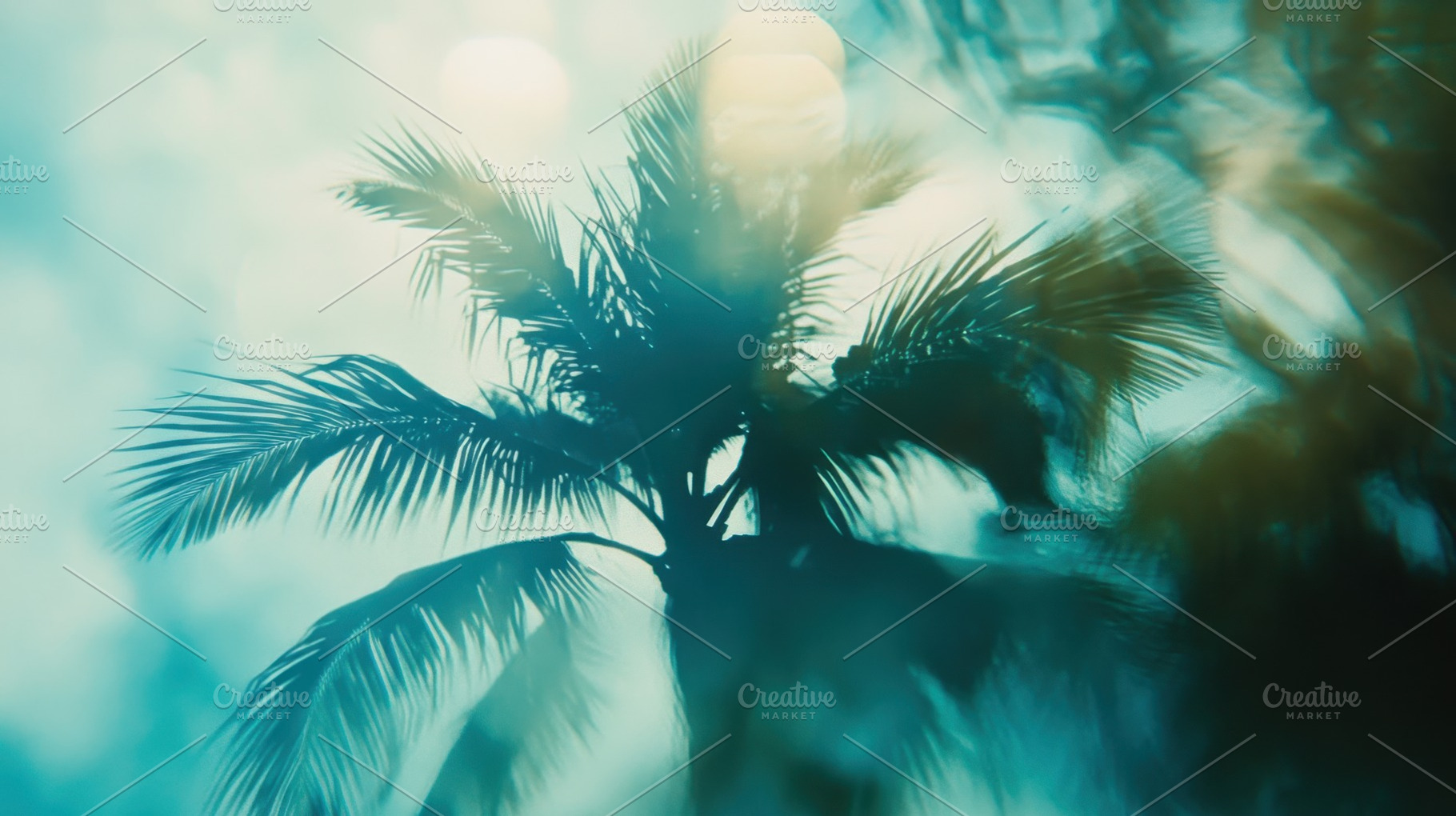 Palm silhouette in soft light, a Photo by Beautiful things