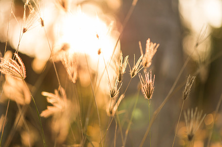 Grass flower with sunset stock photo containing grass and macro, a Nature Photo by Pushish Images