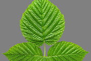 Bundle of isolated green leaves, a Nature Photo by Anatoliy Sadovskiy (Thumbnail 8 of 10)