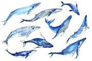 Watercolor whales, an Animal Illustration by Evgeniia Zagreeva (Thumbnail 2 of 5)