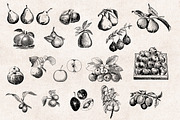 Fruits Engravings Set, an Object Graphic by Graphic Goods (Thumbnail 3 of 5)