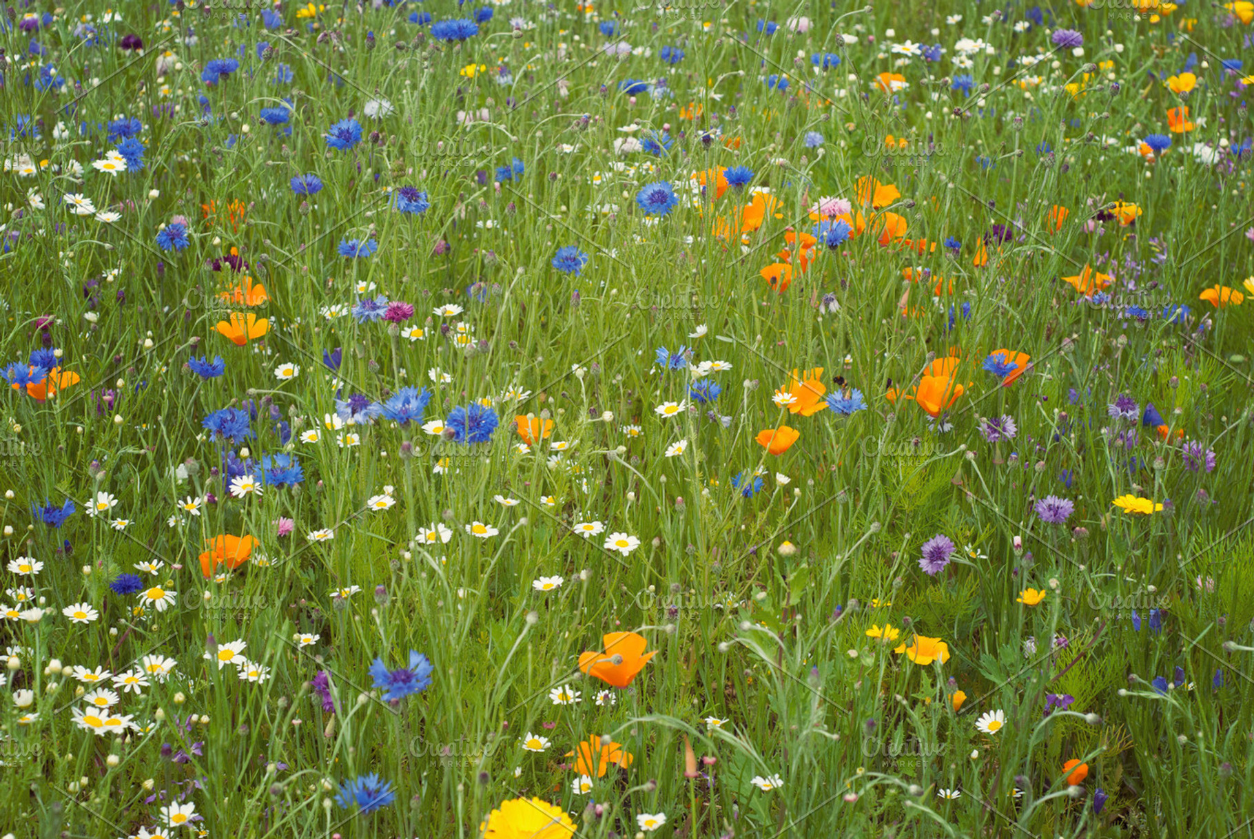 Wildflower meadow featuring wild flower, wildflower, and meadow