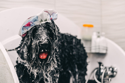 The groomer washes the dog in the bathroom., an Animal Photo by Rov.7