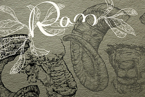 Hand drawn Ram