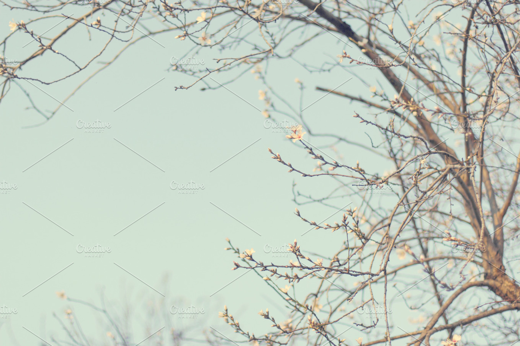Almond branches, a Nature Photo by Maria Dattola Photography