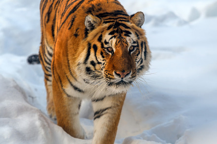Closeup Adult Tiger in cold time. Tiger snow in wild winter natu, an Animal Photo by Byrdyak