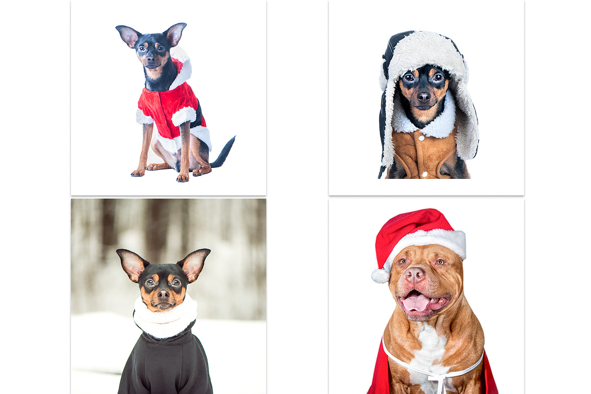 Winter Dog, Christmas Mood, an Animal Photo by WildStrawberry Magic (Photo 9 of 11)