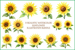 Realistic Watercolor Sunflower Set, an Illustration by hafijul