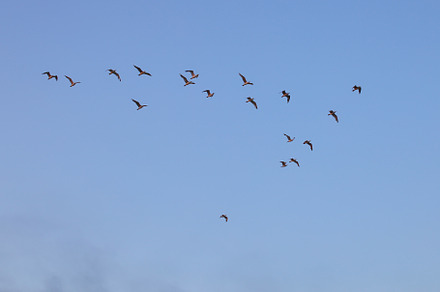 Flock of birds flying in the sky, an Animal Photo by paftm
