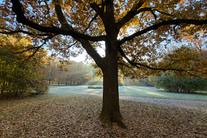 A large tree with autumn leaves in a serene park setting, sunlight filtering th, a Nature Photo by Textures & Backgrounds