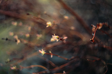 Fresh leaves stock photo containing leaves and fresh, a Nature Photo by EkaterinaPlanina