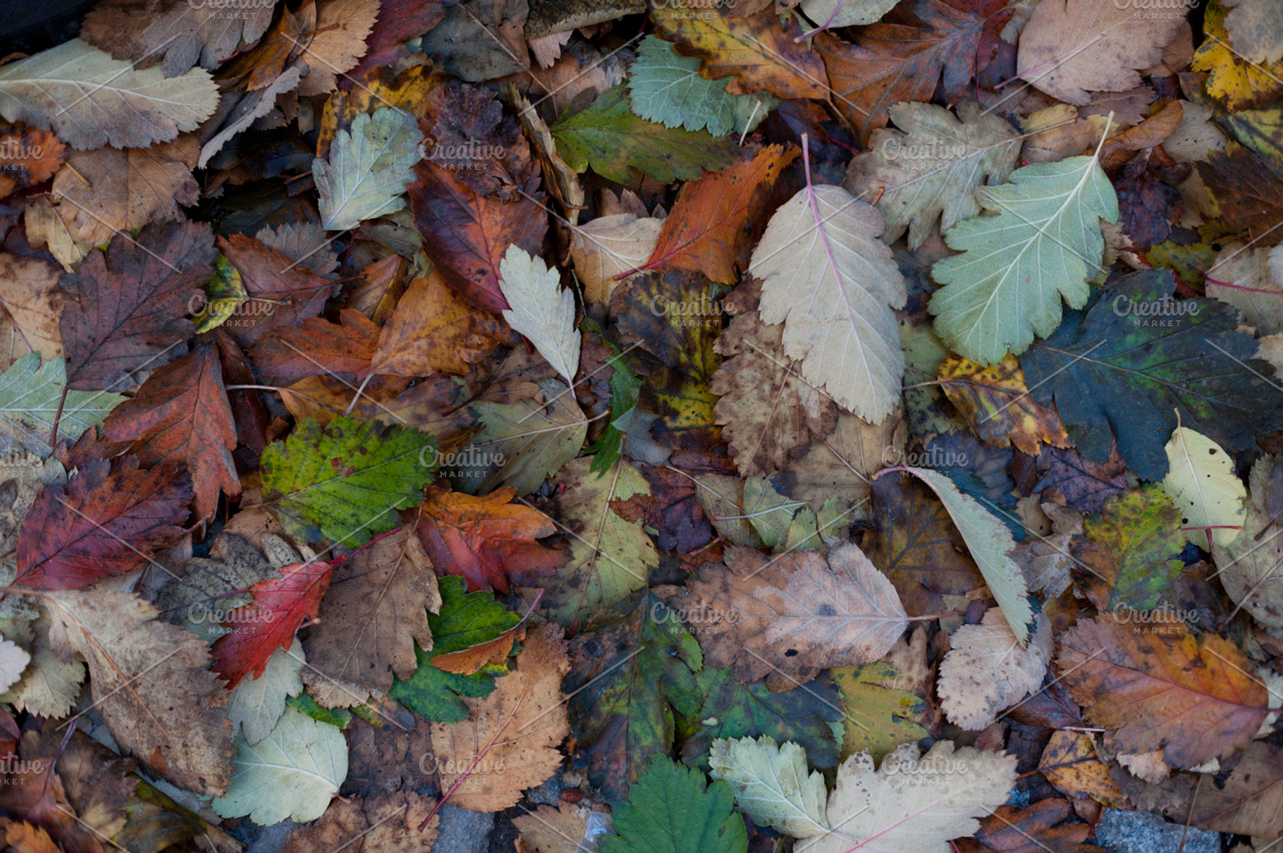 Autumn Containing Leaf Leafs And Autumn
