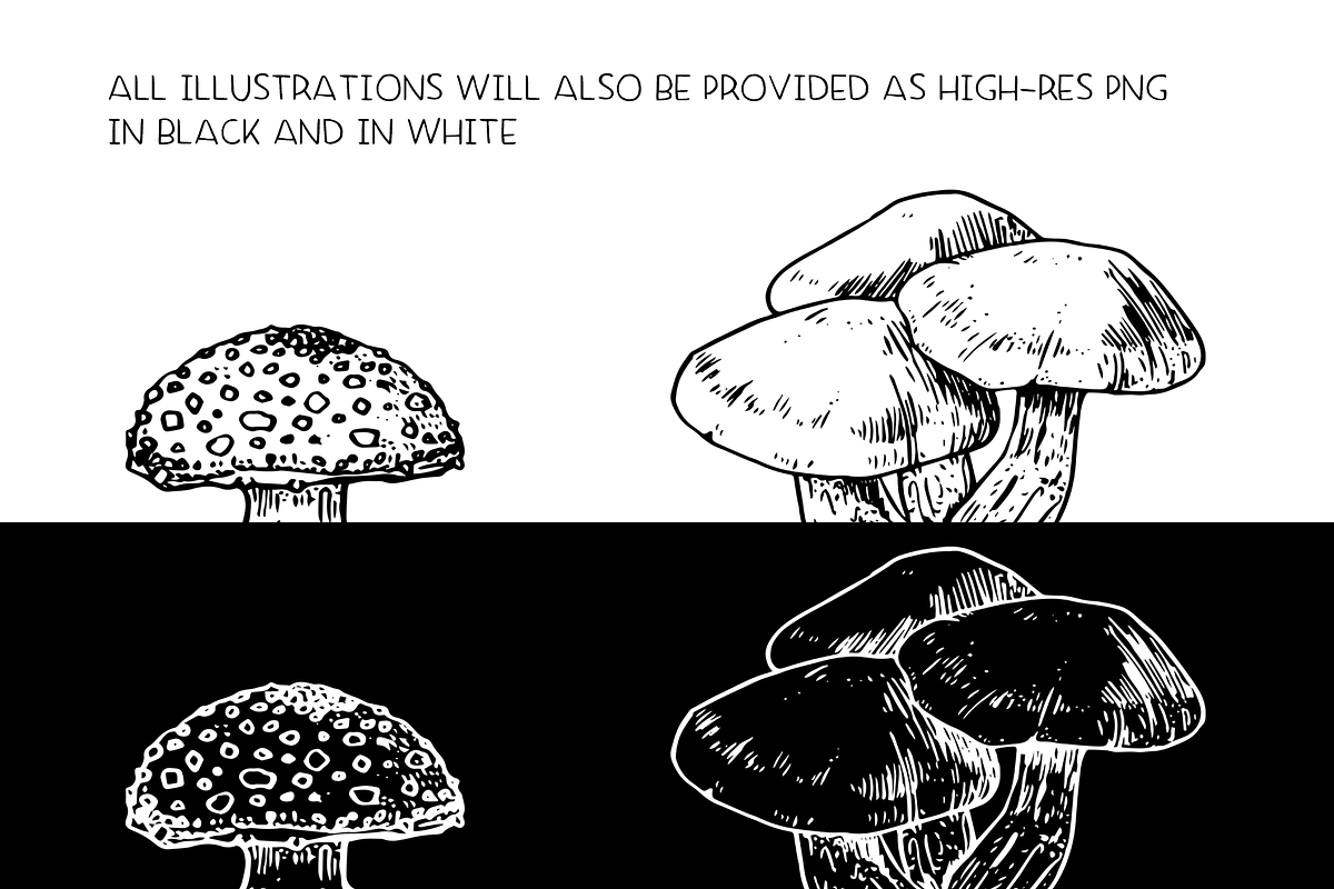 Mushrooms - vector illustration set, a Food Illustration by Renée from Studio neetje (Photo 3 of 6)