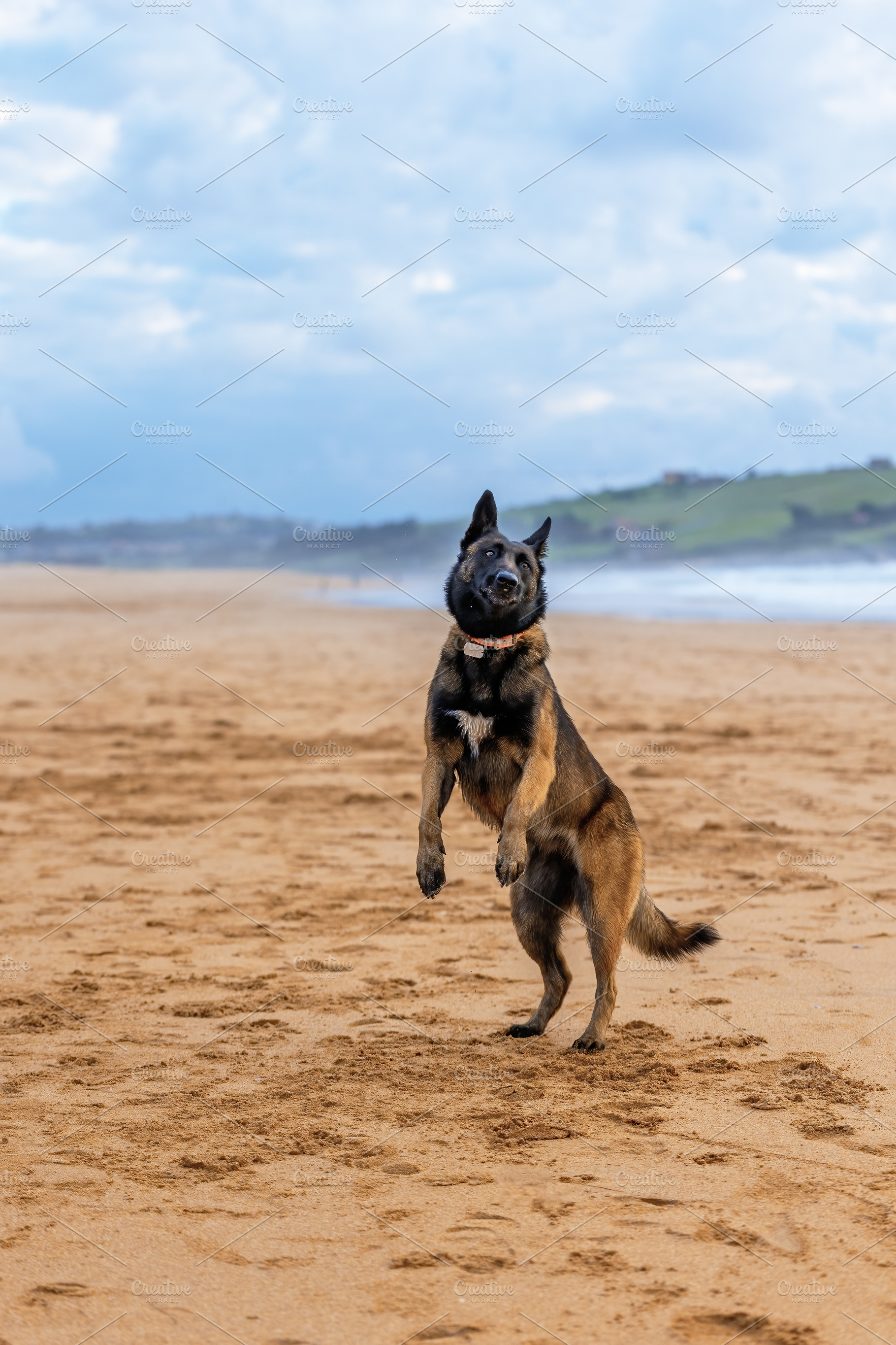 Belgian Malinois jumping on the sand, an Animal Photo by Perpis