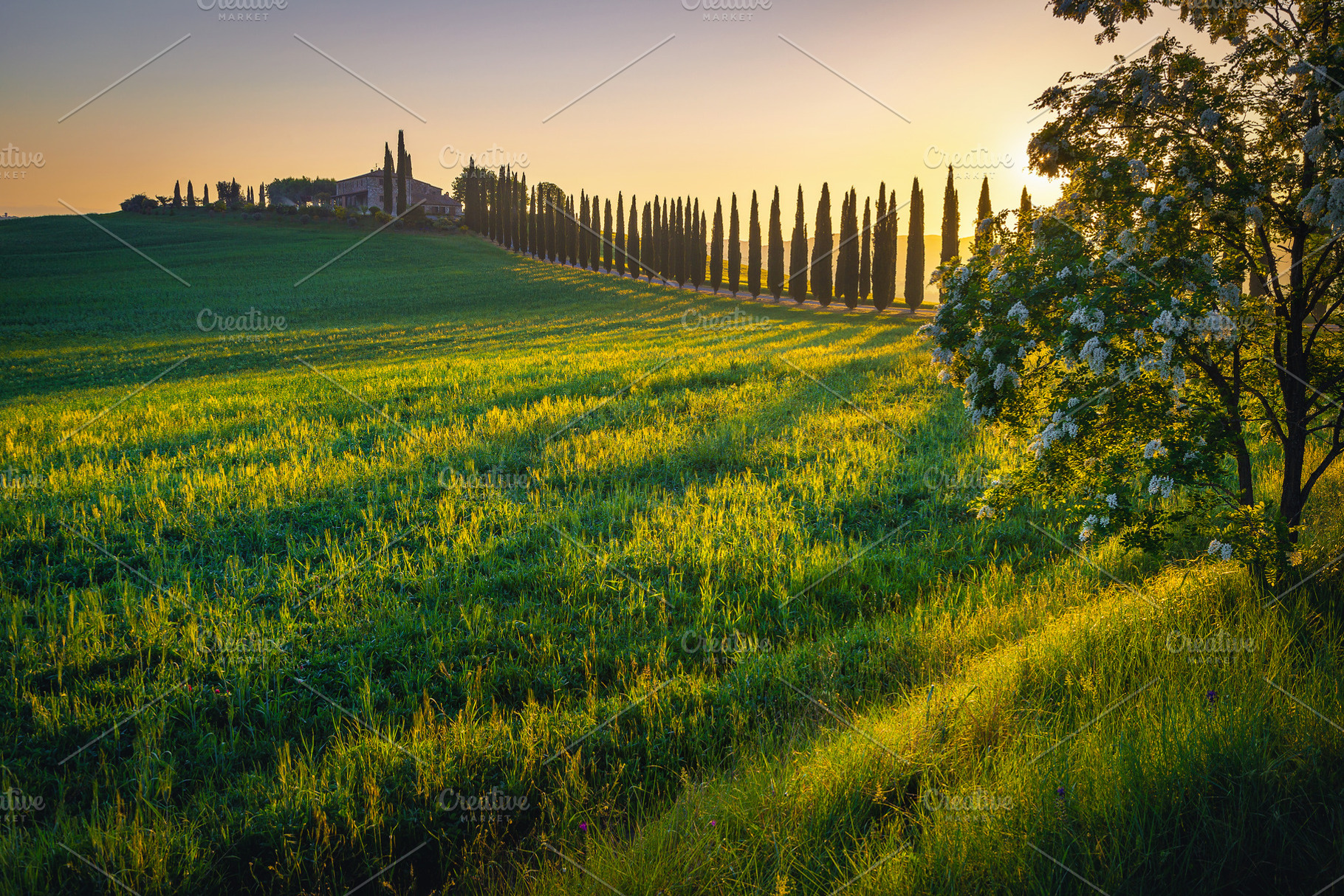 Rural road decorated with cypresses, a Nature Photo by Alpine Dreams