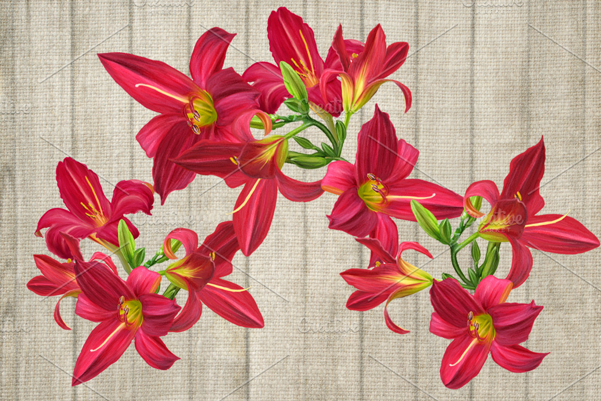 Set. Flowers red lily., an Illustration by SokolovaSv (Photo 2 of 2)
