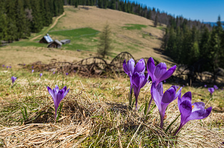 Blooming purple violet Crocus heuffelianus (Crocus vernus) alpin, a Nature Photo by YuriyB
