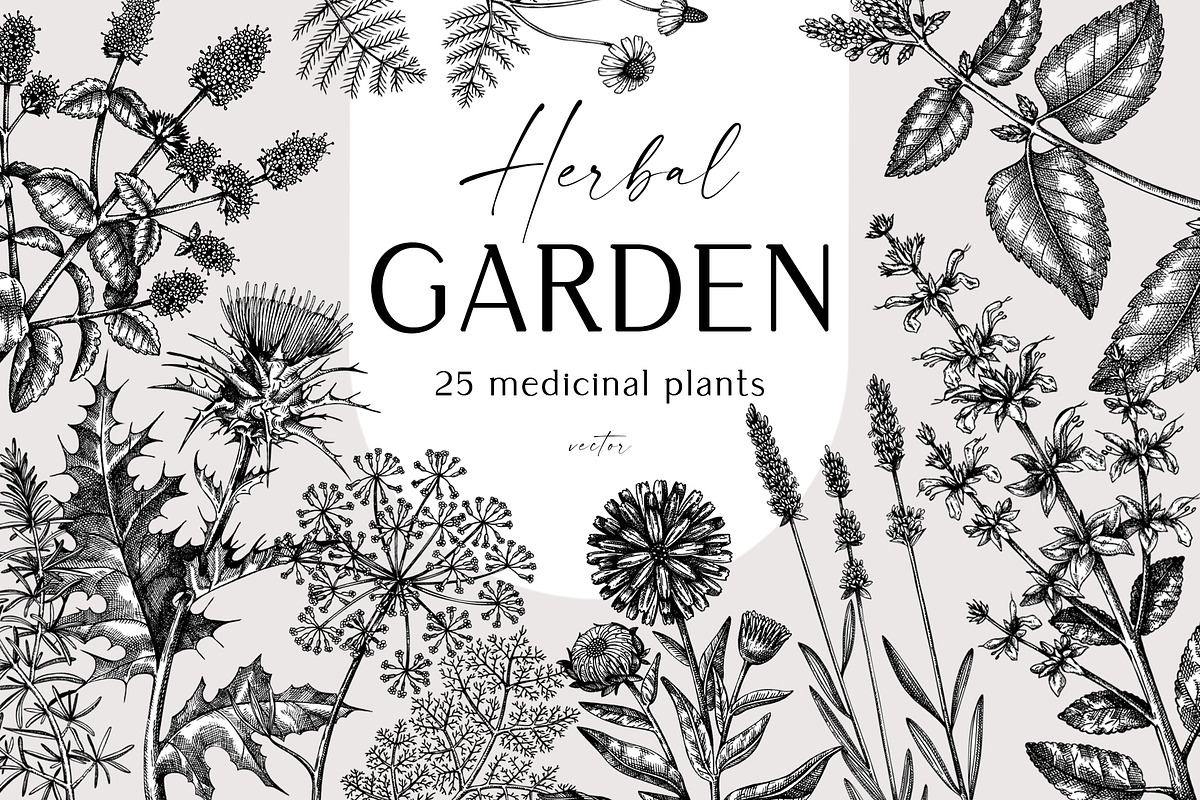 BUNDLE - Herbal Medicine Vectors, a Healthcare Illustration by Yevheniia (Photo 2 of 5)