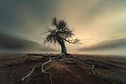 48 Dying Tree Images, a Nature Photo by h.utomo (Thumbnail 31 of 48)