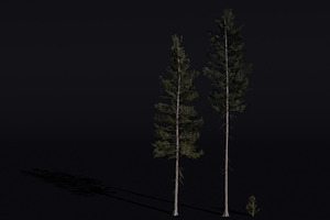The Lodgepole Pine Tree
