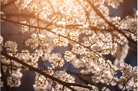 Apricot tree blossoms, a Nature Photo by Nature and travel