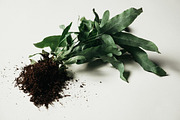 Plants & Roots Photo Pack, a Nature Photo by Matt Jones (Thumbnail 2 of 5)