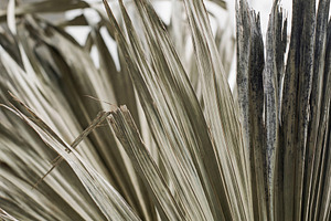 Dried Fan Palm Leaf - Bohemian Style, a Nature Photo by Virgo Studio