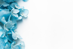 Blue hydrangea flowers forming a delicate botanical border, a Nature Photo by Olena Rudo