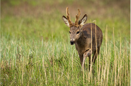 Roe deer with new antlers