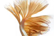 100 Photos of The Siamese Betta fish, an Animal Photo by coffeelover (Thumbnail 11 of 12)