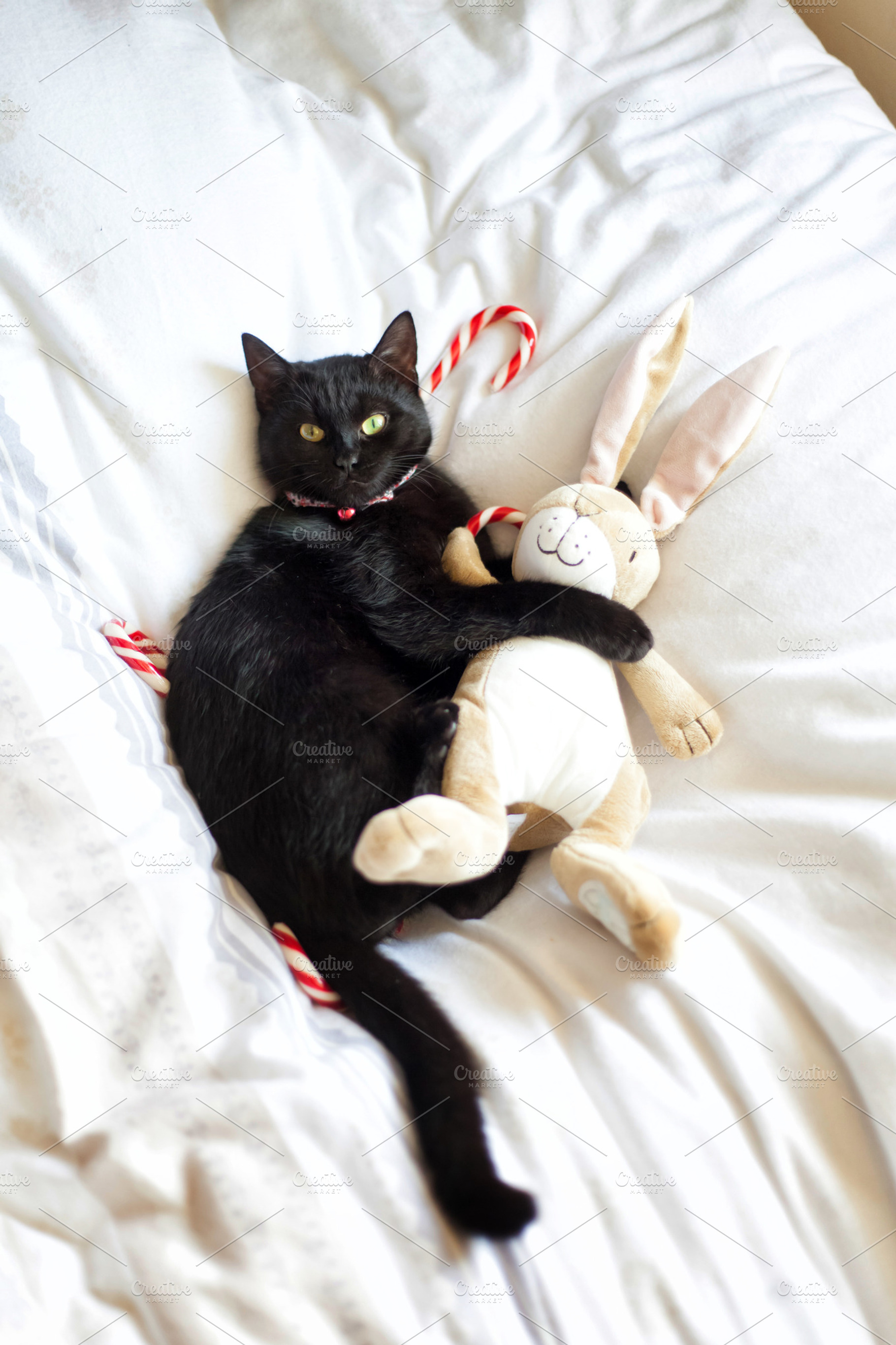 Black cat hugging stuffed animal, an Animal Photo by AlinLyre