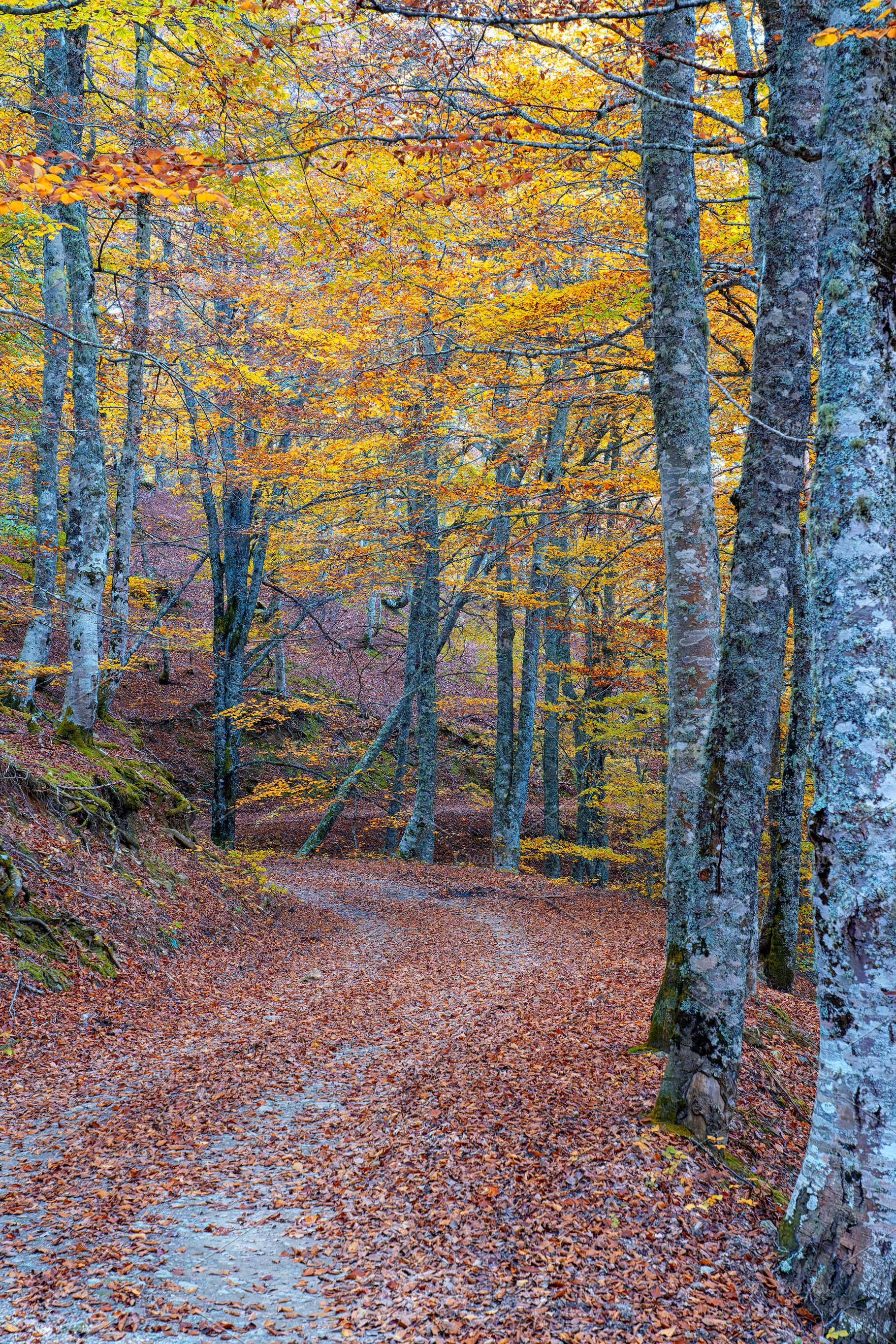 Beech forest on the way to the Vegabaño mountain refuge in Soto de Sajambre, P, a Nature Photo by CreativePhotoSpain