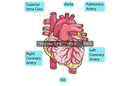 Human Heart Body Parts Anatomy, a Healthcare Illustration by SCworkspace
