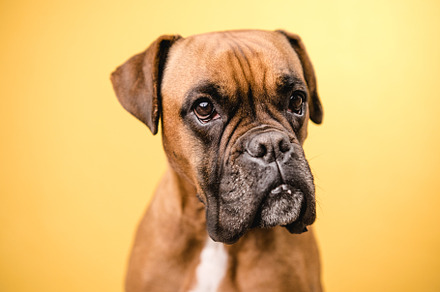Close up of a boxer dog on yellow, an Animal Photo by Daniel Megias