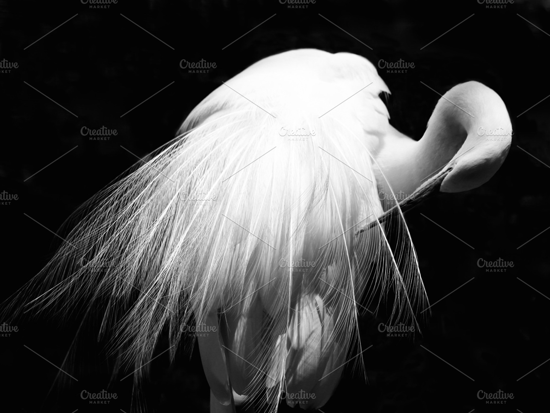 Great egret black and white, an Animal Photo by Open Eye Design