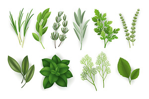 A large set of herbs on a, a Food Illustration by Things for designers