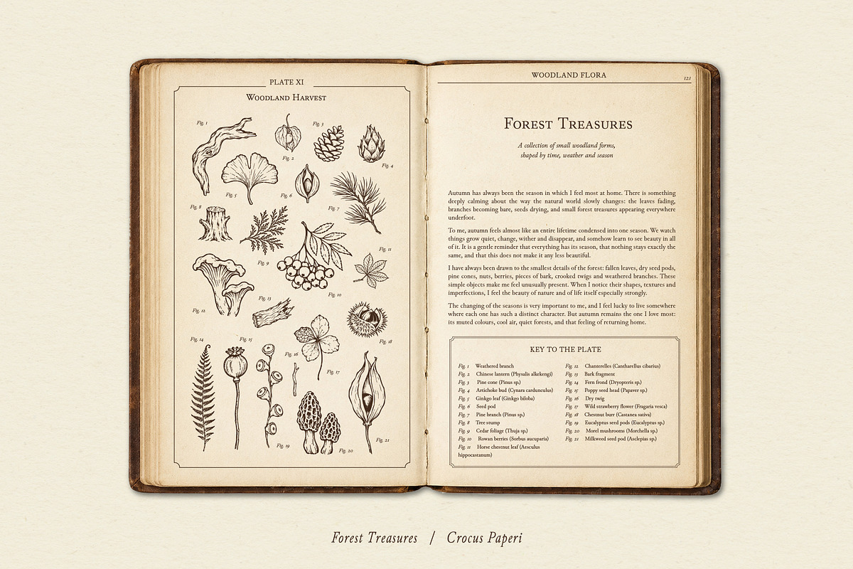 FOREST TREASURES illustrations, a Seasonal Illustration by Crocus Paperi (Photo 8 of 8)