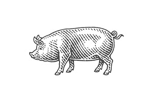 Pig.