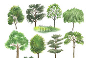 Watercolor Green Trees Clipart, an Illustration by OlDm_Shop (Thumbnail 2 of 8)
