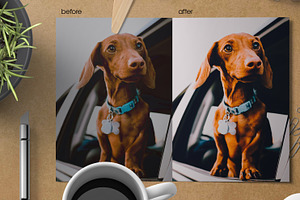 Cute Pets Lightroom Presets