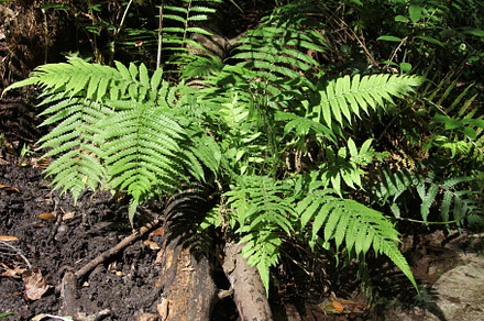 fern, a Nature Photo by Viktor