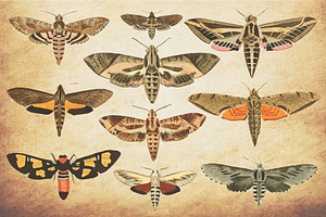 Insect Vector Graphics Bundle