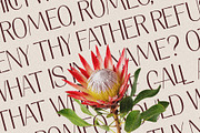 Elio & Oliver Ultra Light Sans Serif, a Sans Serif Font by SilverStag Type Foundry (Thumbnail 7 of 11)