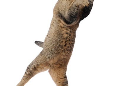 adult gray cat Scottish Straight plays on a white background, th, an Animal Photo by ndanko