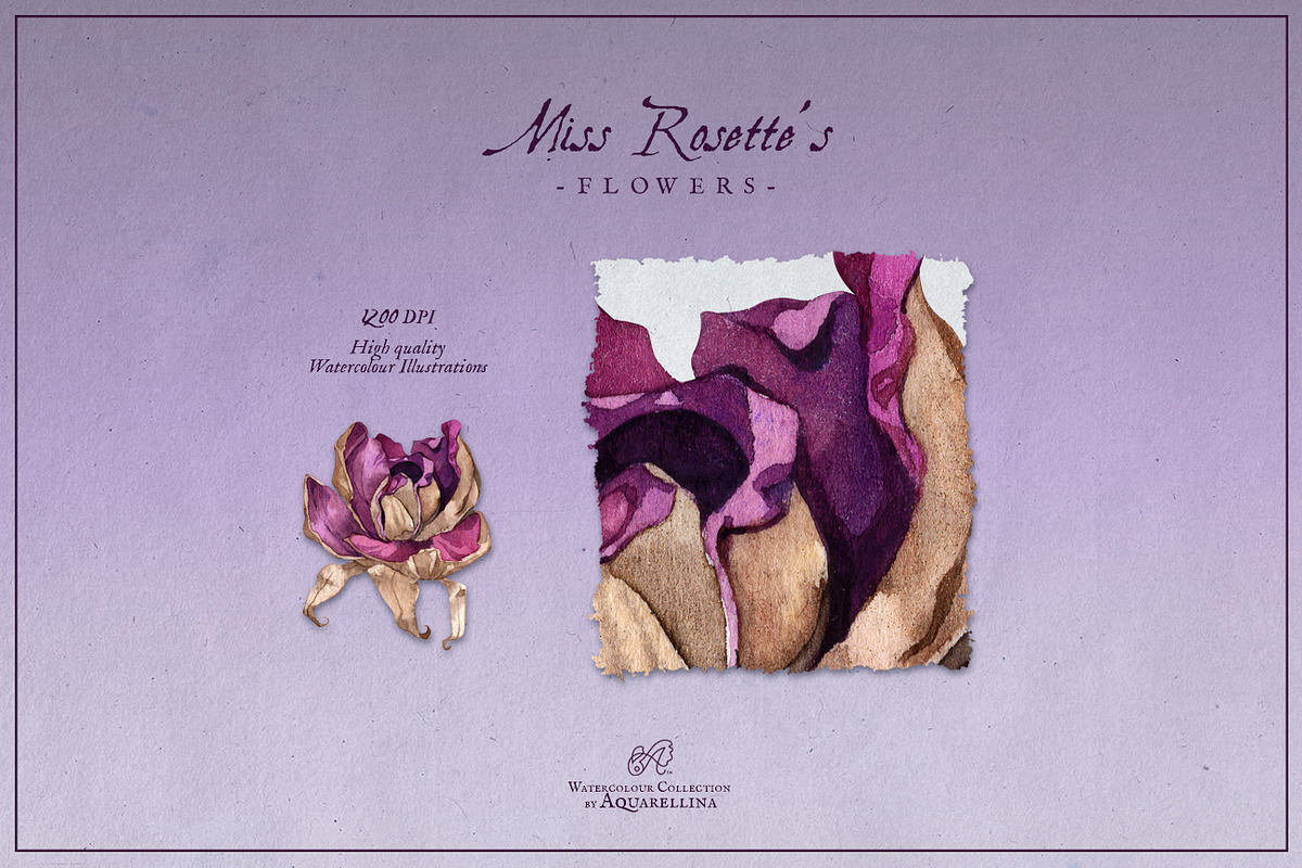 Purple Roses - Watercolour Clipart, a Decorative Illustration by Aquarellina (Photo 7 of 14)
