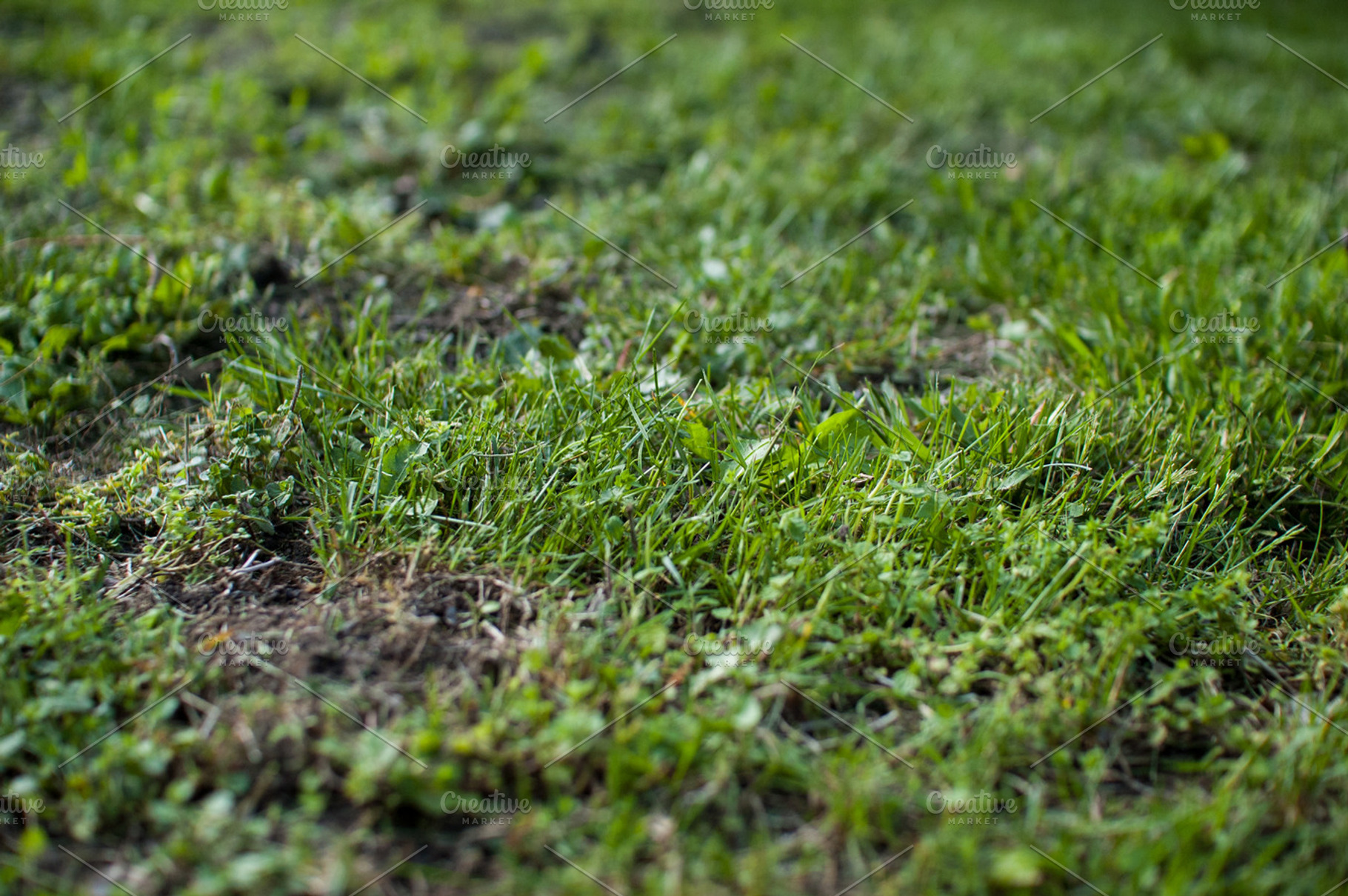 Greener Grass