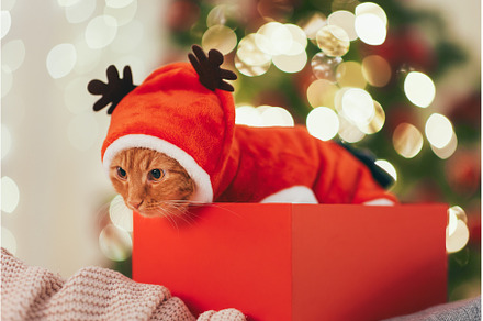 Funny Cat in Christmas Suit in the, an Animal Photo by Emotion photo