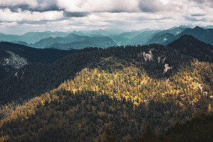 Mountain forest containing forest, nature, and mountain