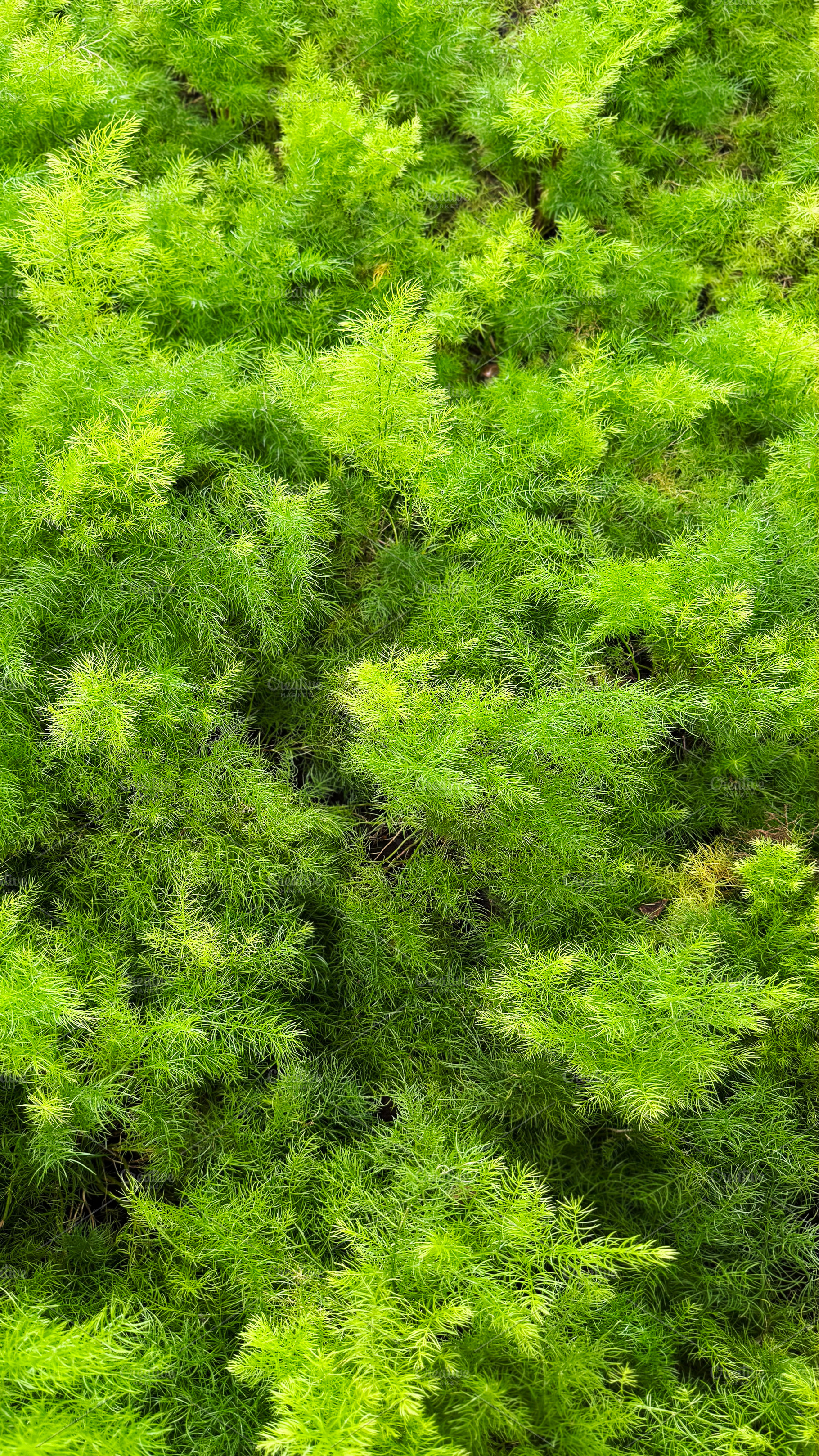 Asparagus fern in the garden, a Nature Photo by ArtBackground