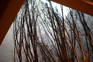 Tree Installation Inside Lightwell, an Architecture Photo by SkyNext
